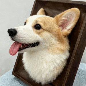 framed pet portrait cat